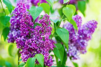 Purple lilacs blossoms with green leaves. Selective focus.