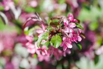 Blossoming tree branch with pink flowers. Spring flowering. Selective focus.