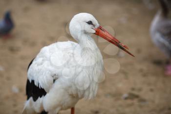 Close up portrait of European white stork in nature. Ciconia ciconia.