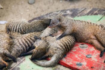 Peacefully sleeping mongooses at the zoo. Shallow depth of field. Selective focus.