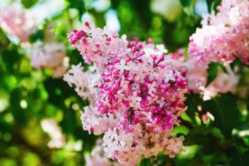 Blooming pink lilac flowers in the garden. Shallow depth of field. Selective focus.