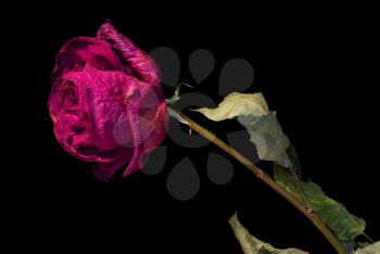 Dried purple rose flower with leafs on black background.