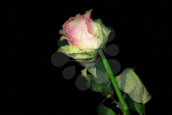 Dried pink rose flower with green leafs on black background.