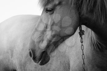 Portrait of a horse with chain. Black and white photo.
