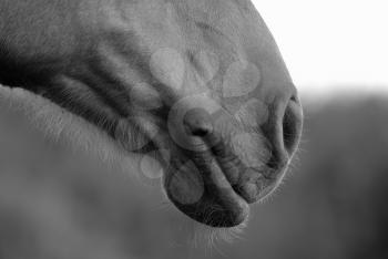 Horse nose or muzzle close up. Black and white photo.
