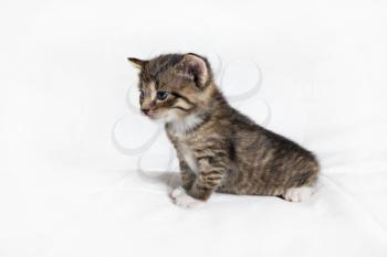 Tabby kitten cat sitting on white sheet background.