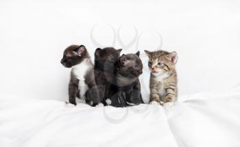 Cute kittens sit on white sheet background.