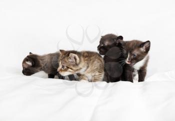 Four cute kittens on white sheet background.