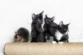 Four cute kittens and scratching post on white sheet background.