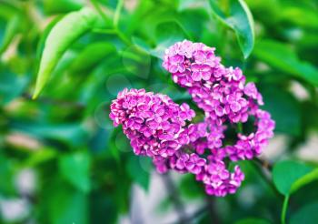 Spring lilac flowers and green leaves. Shallow depth of field. Selective focus.