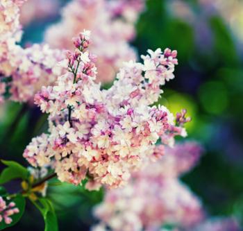 Branch of pink lilac flowers with green leaves. Shallow depth of field. Selective focus.