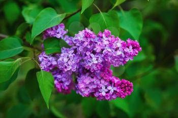Branch of blossoming lilac flowers and green leaves. Shallow depth of field. Selective focus.
