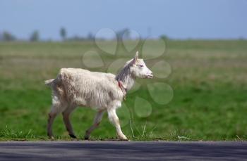Hornless goat walking along the road along the pasture.