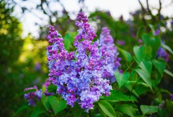 Spring blooming lilac. Purple lilac flowers in nature.