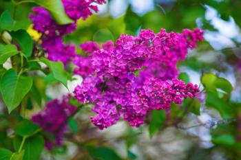 Blooming lilac bush. Lilacs blooming in nature. Spring blossom.