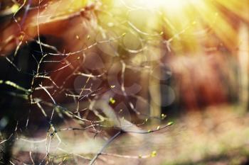 Horizontal spring branches with light leak bokeh background
