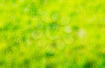 Out of focus bokeh grass background
