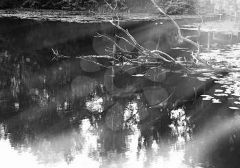 Dry tree with light rays in park pond background