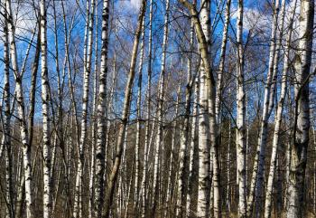 Horizontal vibrant array of Russian birch background backdrop