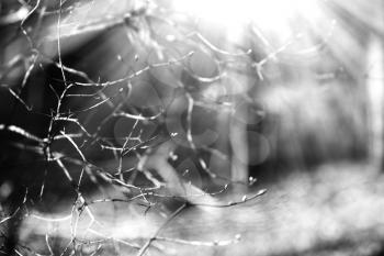 Horizontal black and white spring branches bokeh background

