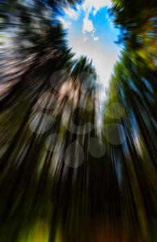 Vertical vivid radial blur zoom forest into the sky background backdrop