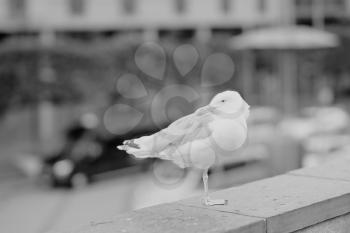 Black and white seagull at Oslo central background hd