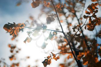 Autumn tree branches in sunlight background hd