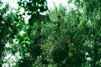 Horizontal green tree branches background hd