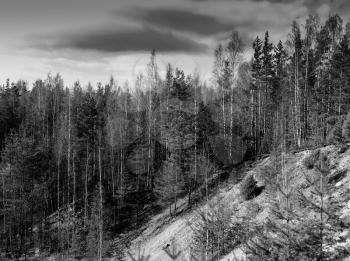 Horizontal vibrant black and white forest landscape background backdrop