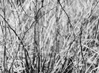 Horizontal black and white bush branches bokeh background backdrop