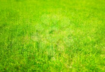 Green grass lawn bokeh texture background
