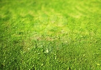 Green grass lawn bokeh background
