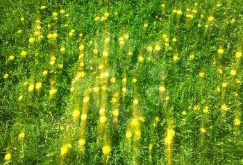 Yellow dandelions on green grass background