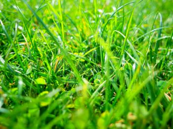 Summer fresh green grass background