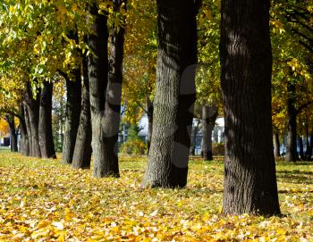 Autumn tree trunks in park landscape background