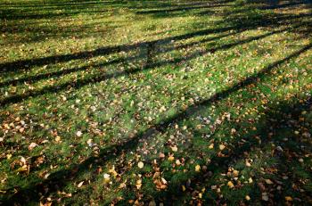 Shadows at autumn park lawn background