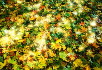 Golden autumn lawn background