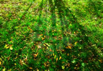 Autumn lawn with tree shadow background