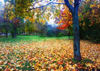 Right aligned tree autumn landscape background