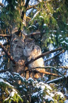 Eurasian Lynx in a Winter Forest. Daytime in a Lithuanian forest.