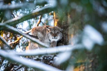 Eurasian Lynx in a Winter Forest in a summer day