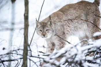 Eurasian Lynx in a Winter Forest. Daytime in a Lithuanian forest.