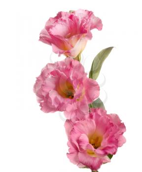 Three pink flowers isolated on white background