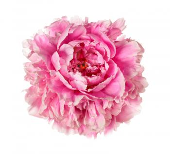 Pink peony head isolated on white background