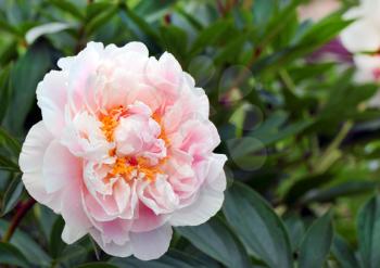 Tender rose peony over the green leaves
