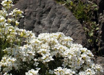 White wall cress flowers over rock background