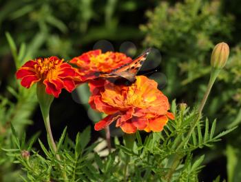 Small tortoiseshell butterfly on the marigold flowers