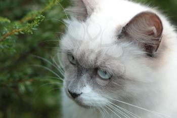 White whiskered  hunting  cat over the green background
