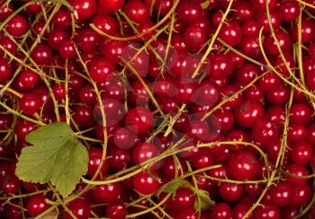 Closeup red currant  for background