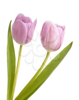 Two lilac tulips isolated on white background